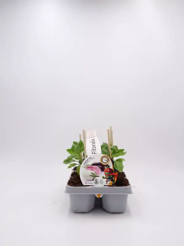 Verde verduras de huerto ecológico en maceta, cultivo de plantas para huerto urbano y jardinería ecológica, producto natural y sostenible de Huerto.Bio.