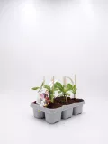 Jardineras de plantas de tomate en crecimiento en bandeja de germinación, cultivo orgánico y ecológico para huerto en casa.