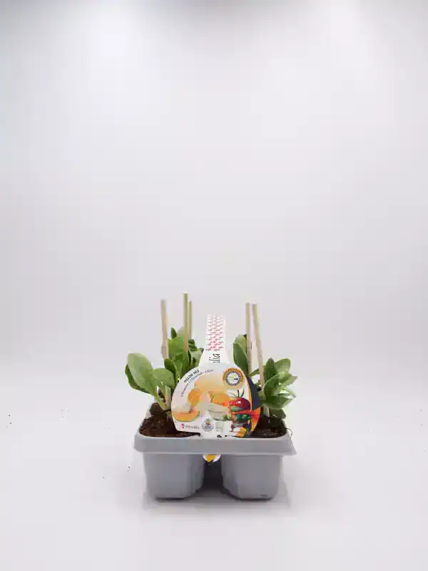 Verde eneldo en maceta con etiquetas de semillas, cultivado en interior, agricultura ecológica, cultivo orgánico, huerto urbano.