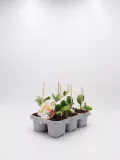 Plántulas de sandía en bandeja de cultivo ecológico, listas para trasplantar, cultivadas con semillas orgánicas y cuidado sostenible, ideales para huerto ecológico y agricultura bio.