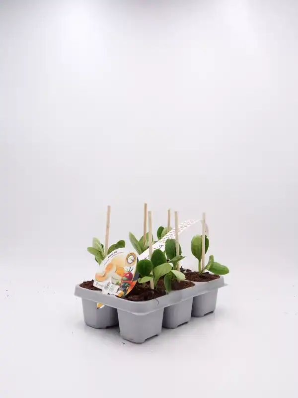 Plántulas de sandía en bandeja de cultivo ecológico, listas para trasplantar, cultivadas con semillas orgánicas y cuidado sostenible, ideales para huerto ecológico y agricultura bio.
