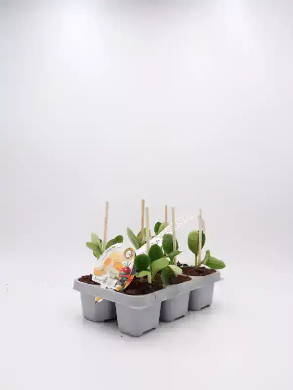 Plántulas de sandía en bandeja de cultivo ecológico, listas para trasplantar, cultivadas con semillas orgánicas y cuidado sostenible, ideales para huerto ecológico y agricultura bio.