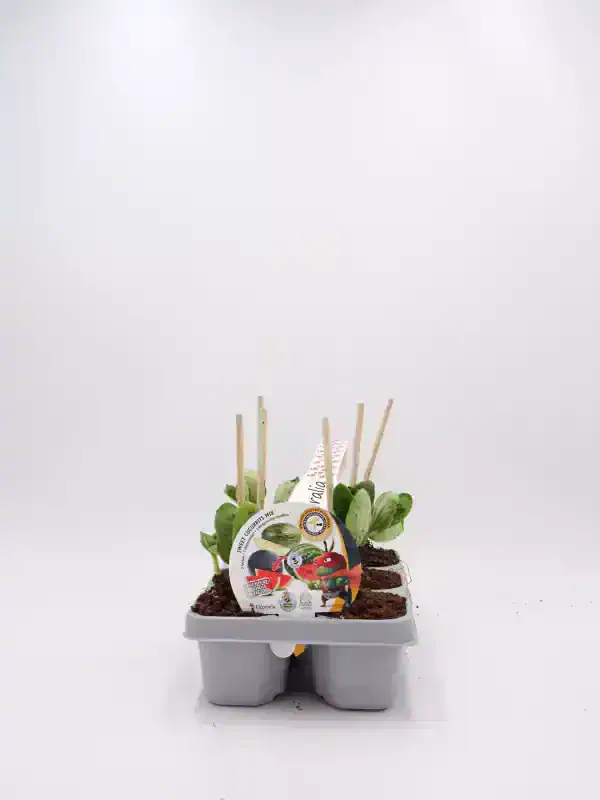 File name: huertobio-semillas-mix-calabacines-berenjenas-y-pepinos.jpg.