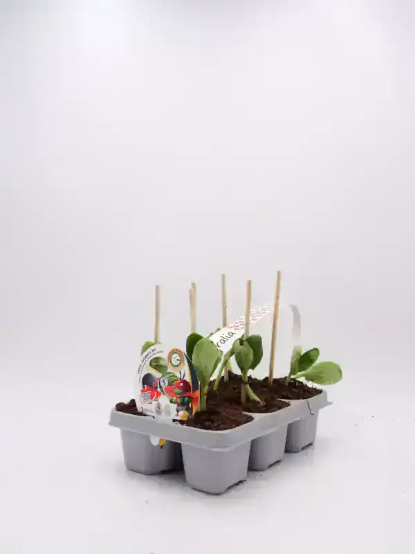 Jardineras con semillas de calabacín ecológico en crecimiento en un entorno de agricultura sostenible.