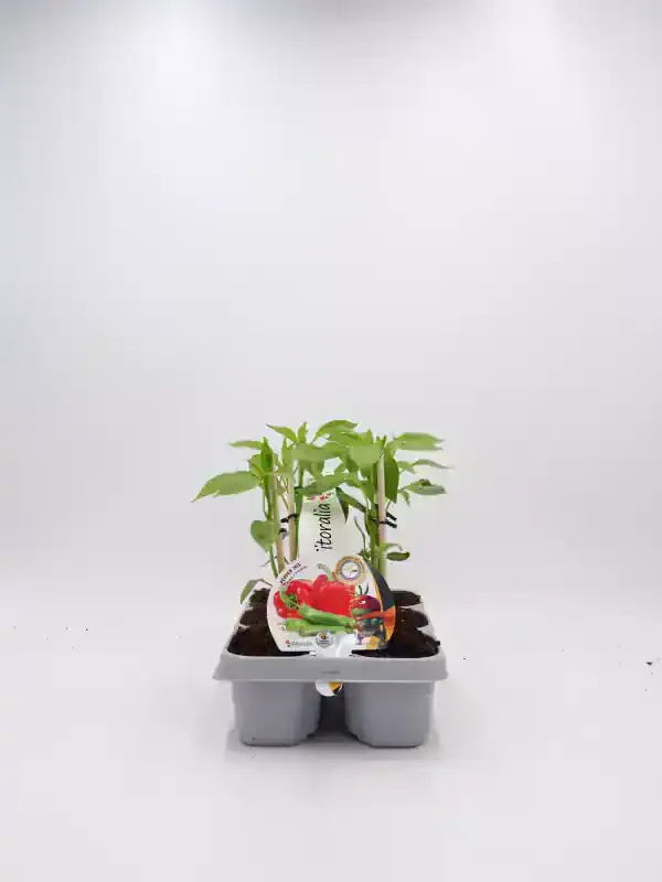 Jardín de pimientos y verduras orgánicas en macetas, cultivo ecológico y saludable, ideal para huertos urbanos y agricultura sostenible.