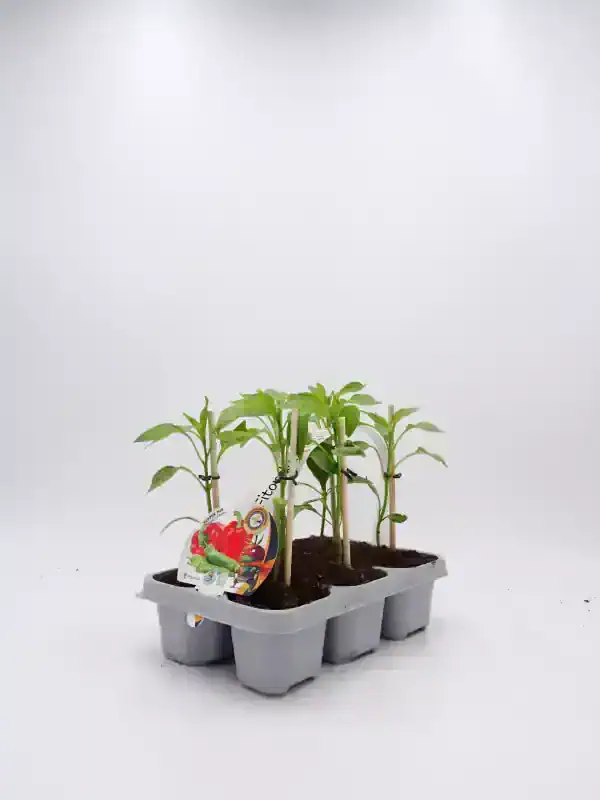 Juísantes plantas de pimientos ecológicos en bandeja de cultivo, ideales para huerto sostenible y agricultura orgánica, cultivo de hortalizas saludables y naturales.