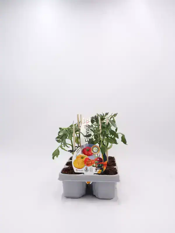 Cuidado de tomates en maceta ecológica, cultivo orgánico en huerto bio, envase con semillas certificadas, agricultura sostenible y huerto urbano saludable, ideal para consumo saludable y ecofriendly.