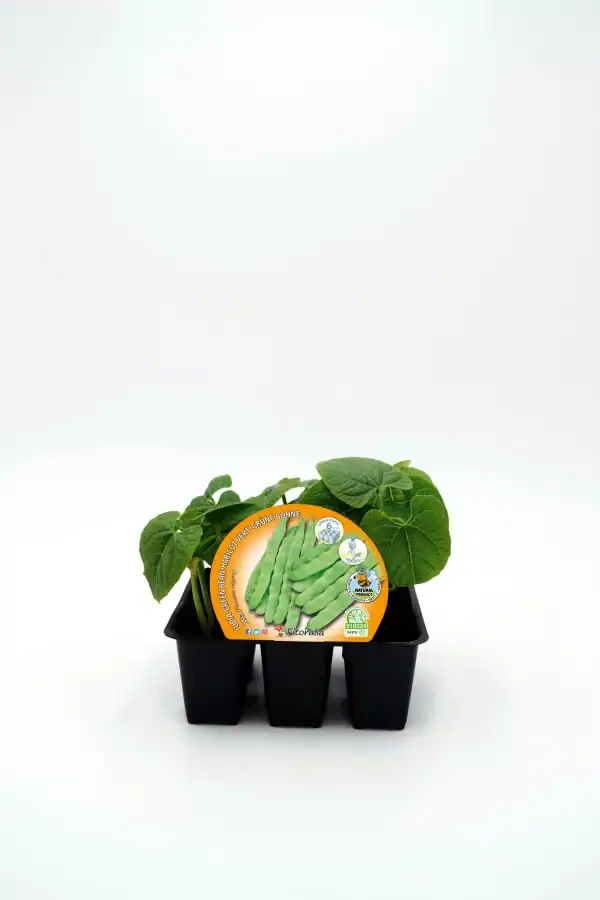 Judía verde en bandeja de plantas jóvenes cultivadas en huerto ecológico, ideal para huertos urbanos y cultivo sostenible.