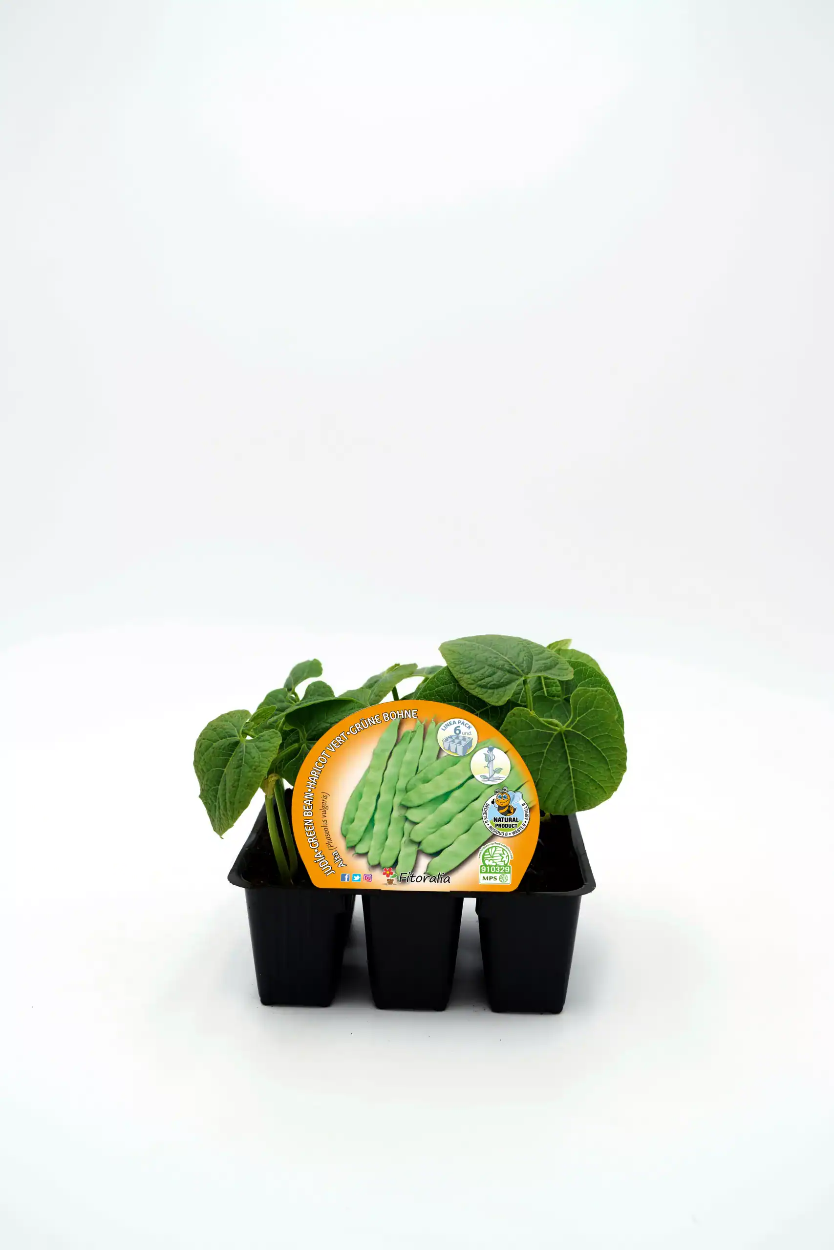 Judía verde en bandeja de plantas jóvenes cultivadas en huerto ecológico, ideal para huertos urbanos y cultivo sostenible.