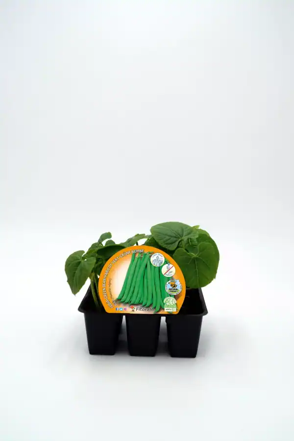 Verduras ecológicas, judías verdes en bandeja de plántulas, cultivo orgánico y sostenible, semillas de calidad para huertos caseros, agricultura biodinámica y ecológica.
