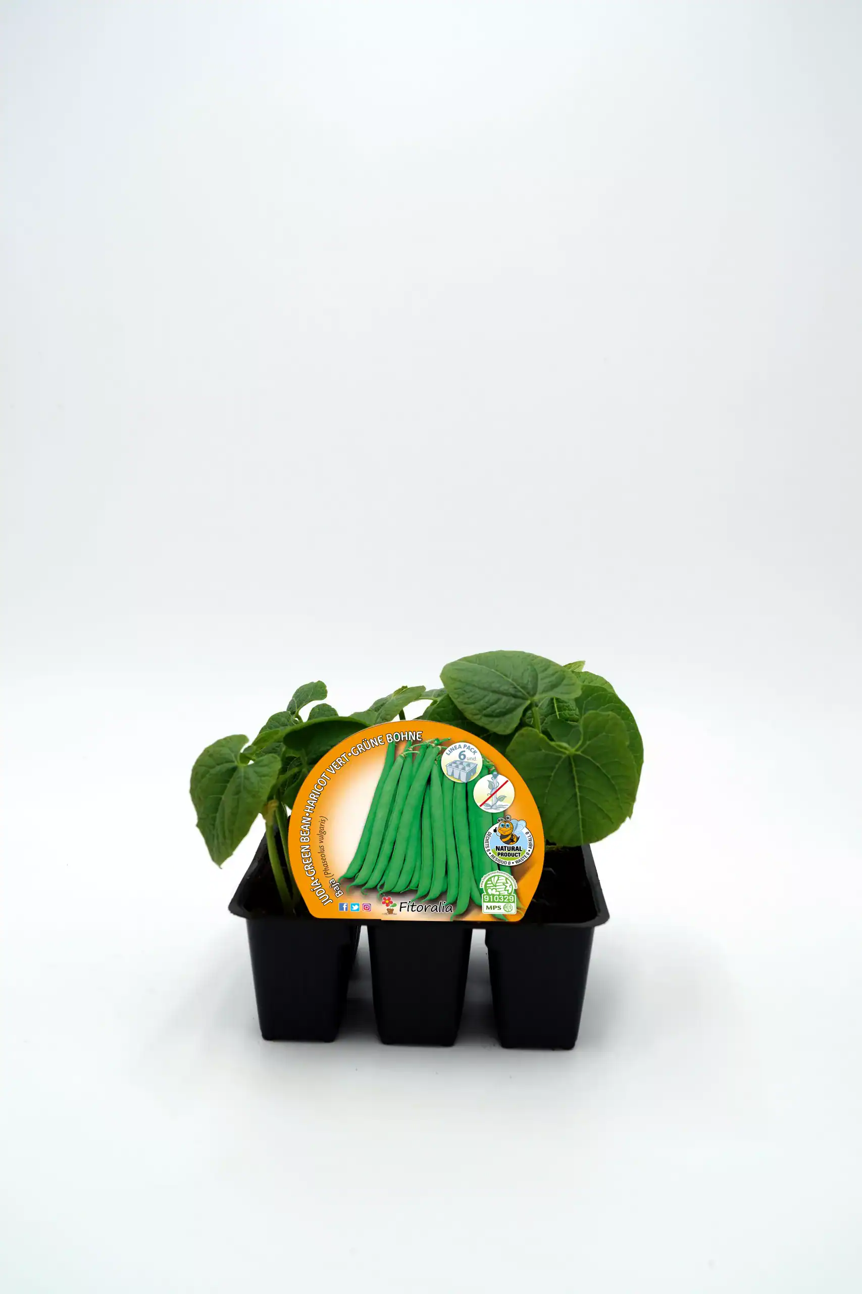 Verduras ecológicas, judías verdes en bandeja de plántulas, cultivo orgánico y sostenible, semillas de calidad para huertos caseros, agricultura biodinámica y ecológica.