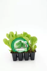 Varias plantas de lechuga romana mini en bandeja de cultivo, lista para cultivar en huerto ecológico, con etiquetas de agricultura sostenible y semillas de calidad.