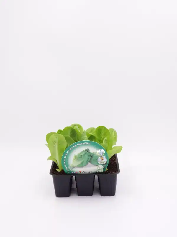 Mini ensalada romana en bandeja de cultivo ecológico, ideal para huertos urbanos y cultivo en casa, perfecta para una alimentación saludable y casera.