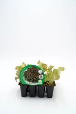 Lettuce seedlings in black nursery tray, organic baby lettuce plants for home gardening, ideal for organic vegetable cultivation, healthy fresh produce from Huerto.Bio.