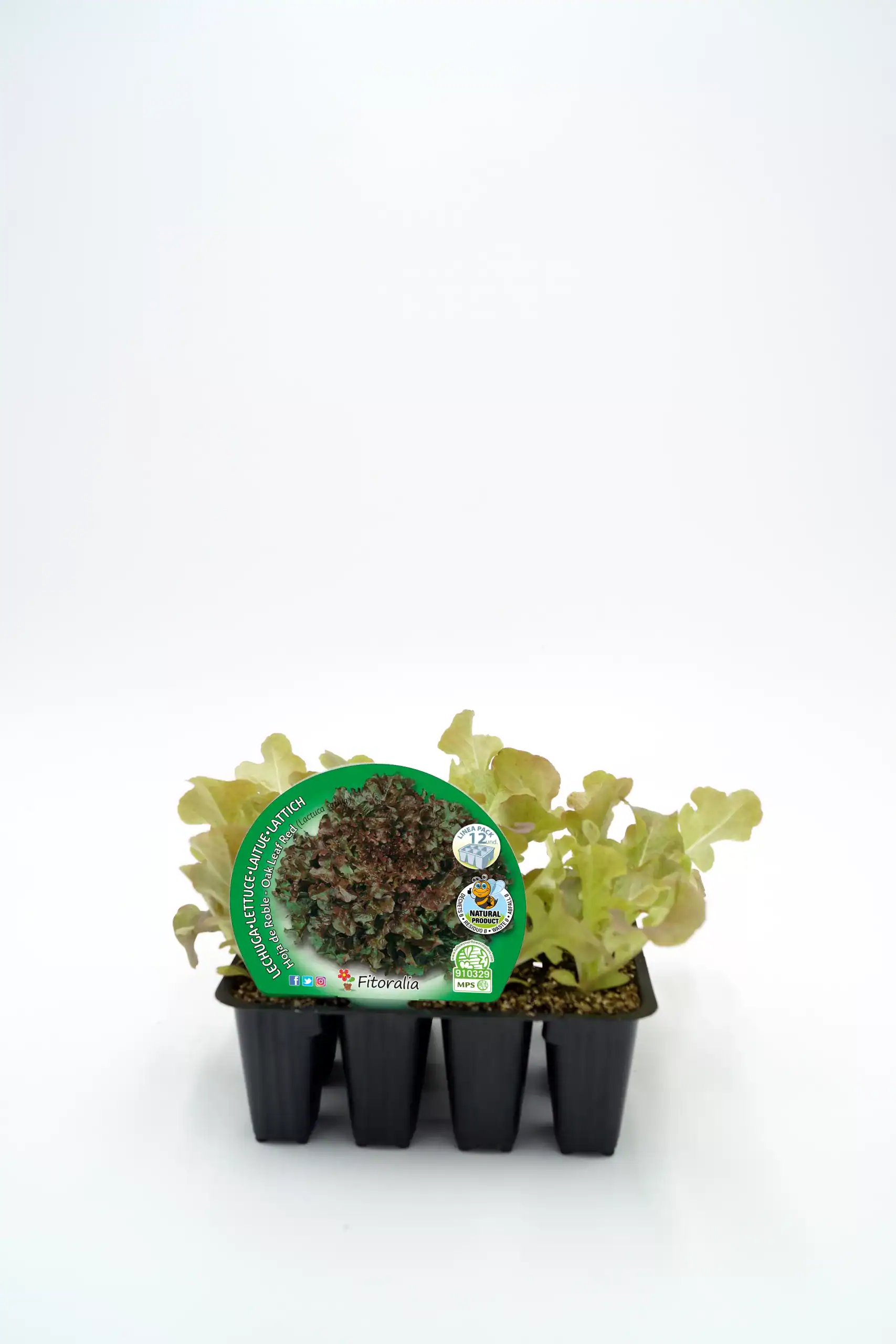 Lettuce seedlings in black nursery tray, organic baby lettuce plants for home gardening, ideal for organic vegetable cultivation, healthy fresh produce from Huerto.Bio.