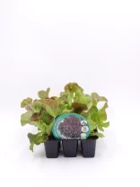 Verdura ecológica: lechuga roble roja en bandeja de plástico, cultivo orgánico, agricultura sostenible, alimentos saludables y frescos, huerto bio.