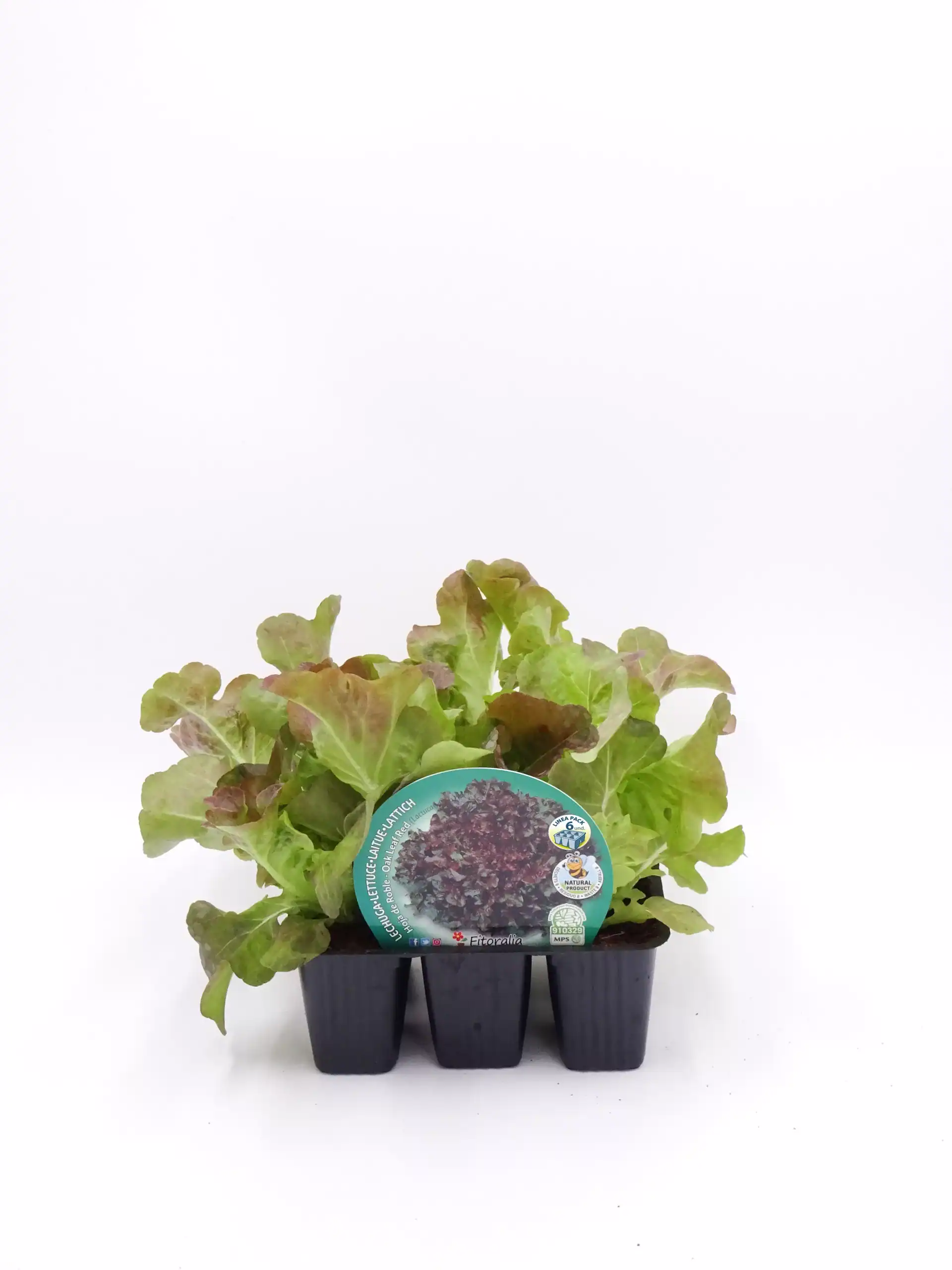 Verdura ecológica: lechuga roble roja en bandeja de plástico, cultivo orgánico, agricultura sostenible, alimentos saludables y frescos, huerto bio.