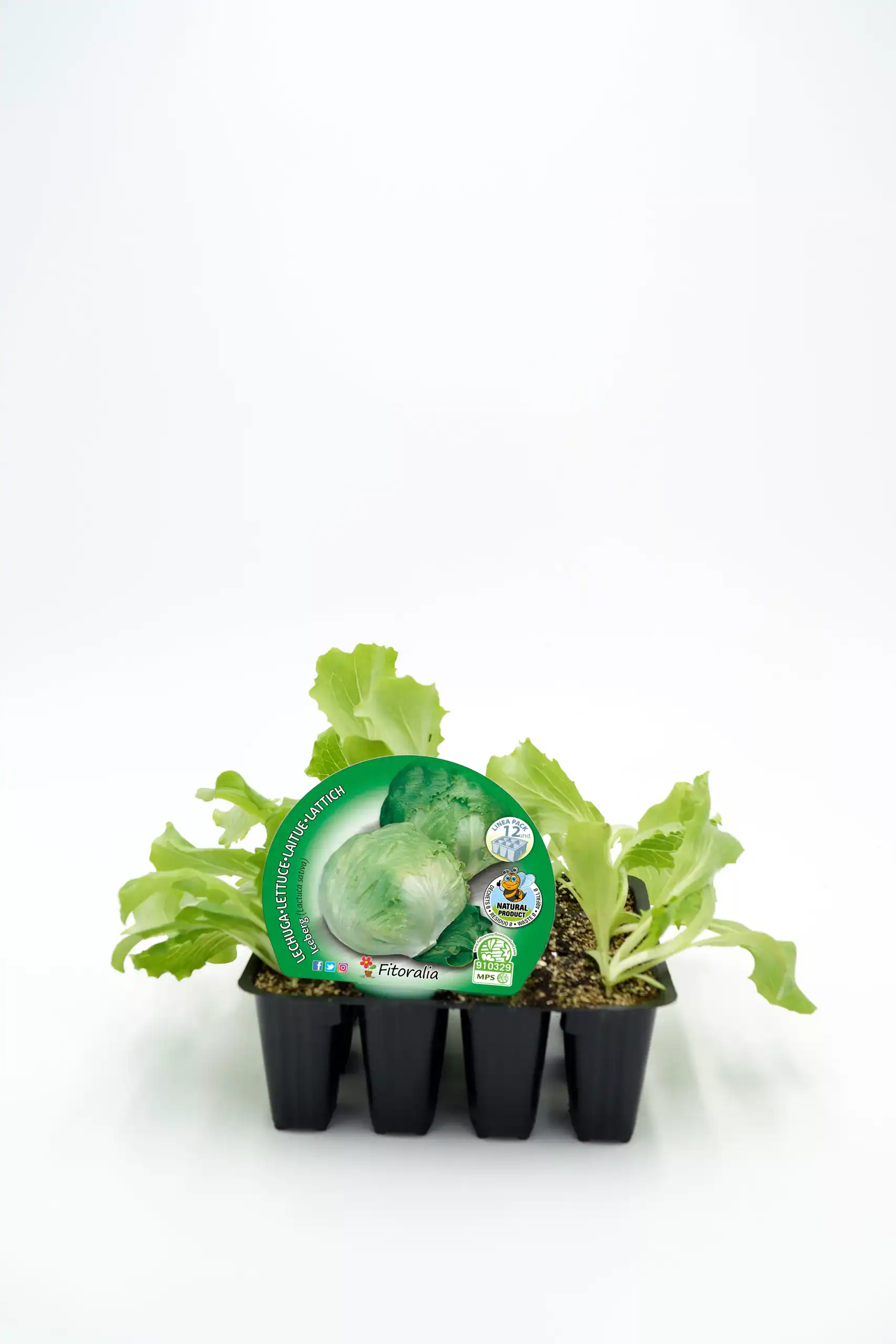 Lettuce seedlings in a black nursery tray, sustainable organic farming, fresh green leafy vegetables for home garden, healthy eating, eco-friendly cultivation.