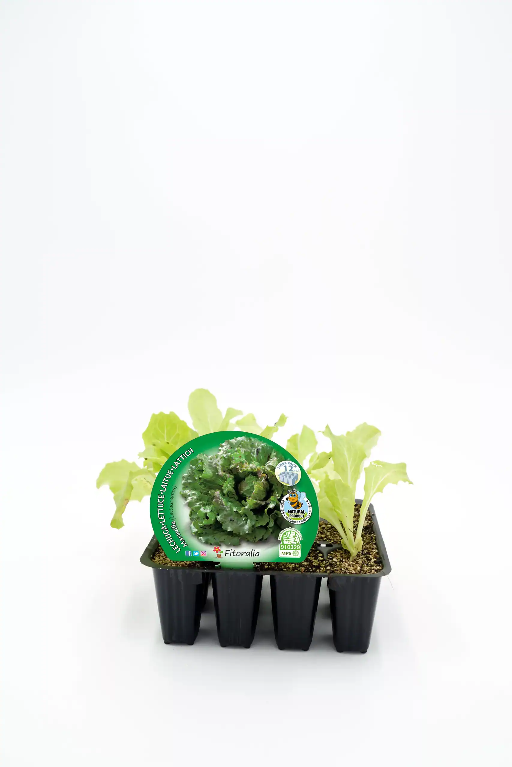 Mini lechuga ecológica en bandeja de germinación, cultivo orgánico y saludable para huertos caseros. Ideal para alimentación natural y sostenible en casa.