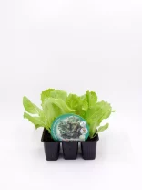 Jardín de lechuga ecológica en maceta, cultivo orgánico y saludable para ensaladas frescas y nutritivas. Ideal para huertos urbanos y privados, promoviendo alimentación sostenible y ecológica.