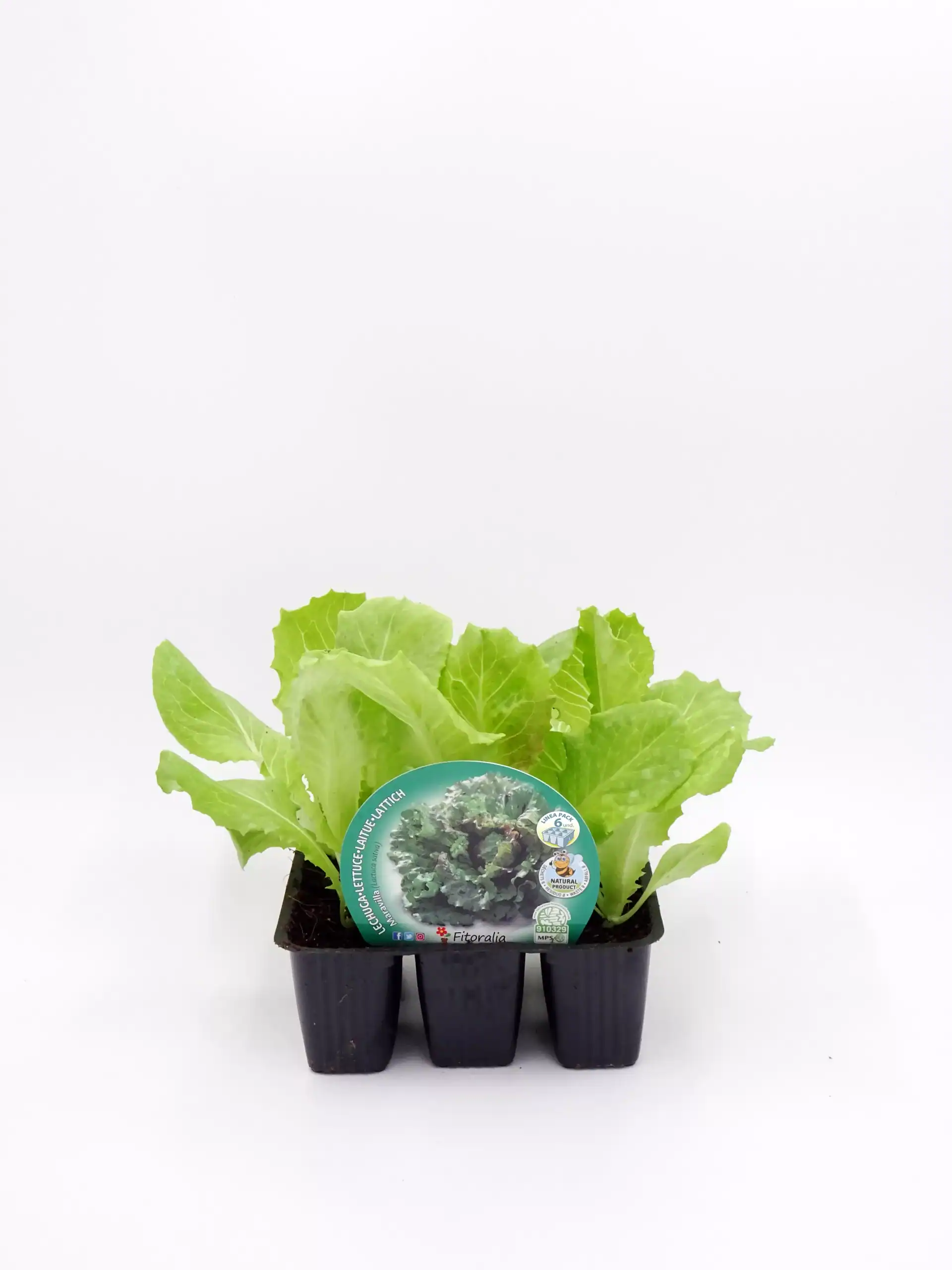 Jardín de lechuga ecológica en maceta, cultivo orgánico y saludable para ensaladas frescas y nutritivas. Ideal para huertos urbanos y privados, promoviendo alimentación sostenible y ecológica.