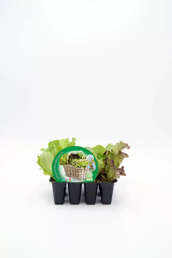 Verduras ecológicas frescas en semillero, ideal para huertos sostenibles y agricultura orgánica, cultivadas sin pesticidas ni químicos, promueven alimentación saludable y agricultura ecológica.