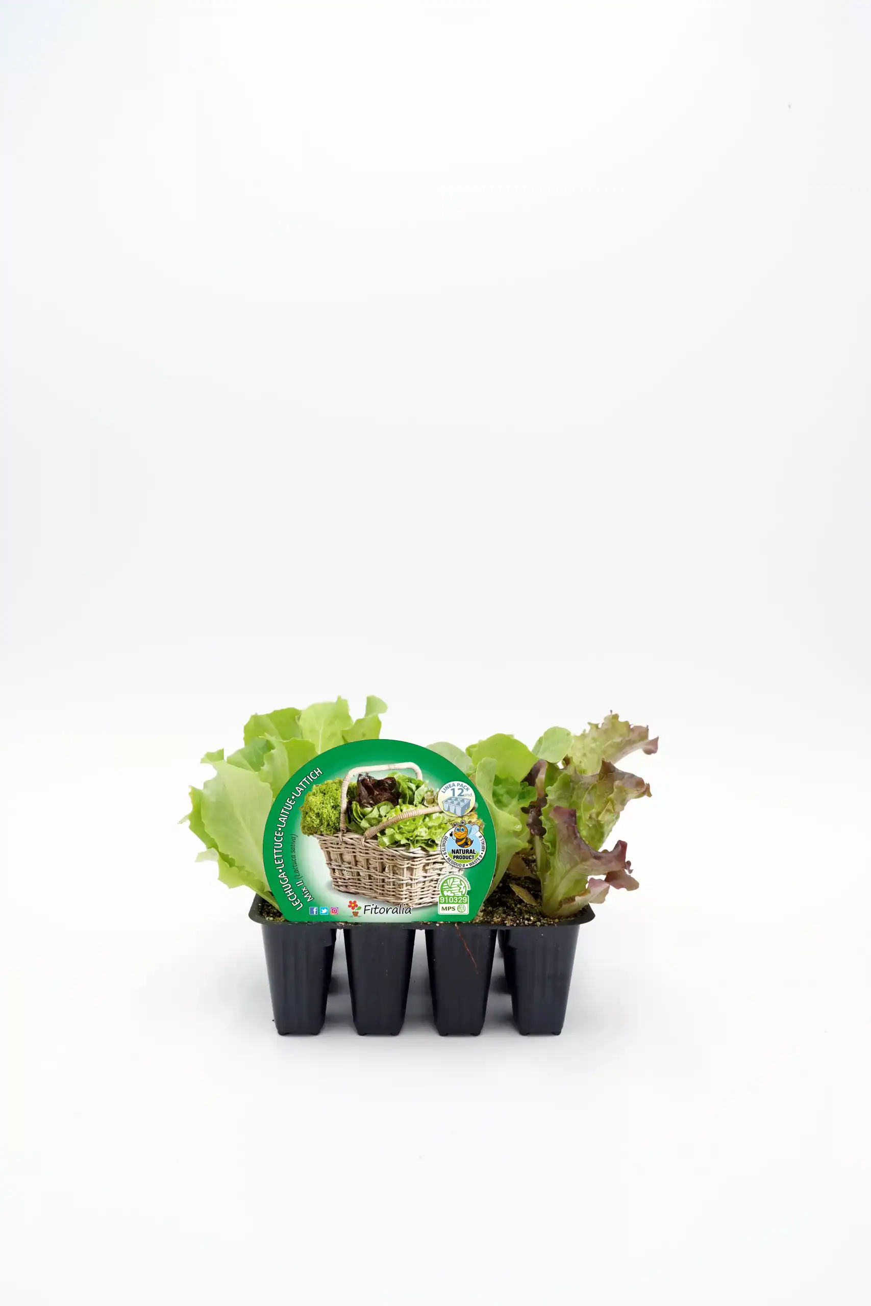 Verduras ecológicas frescas en semillero, ideal para huertos sostenibles y agricultura orgánica, cultivadas sin pesticidas ni químicos, promueven alimentación saludable y agricultura ecológica.