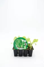 Lettuce and lettuce seedling in black nursery pot, fresh organic vegetable, eco-friendly gardening, sustainable agriculture, healthy greens.