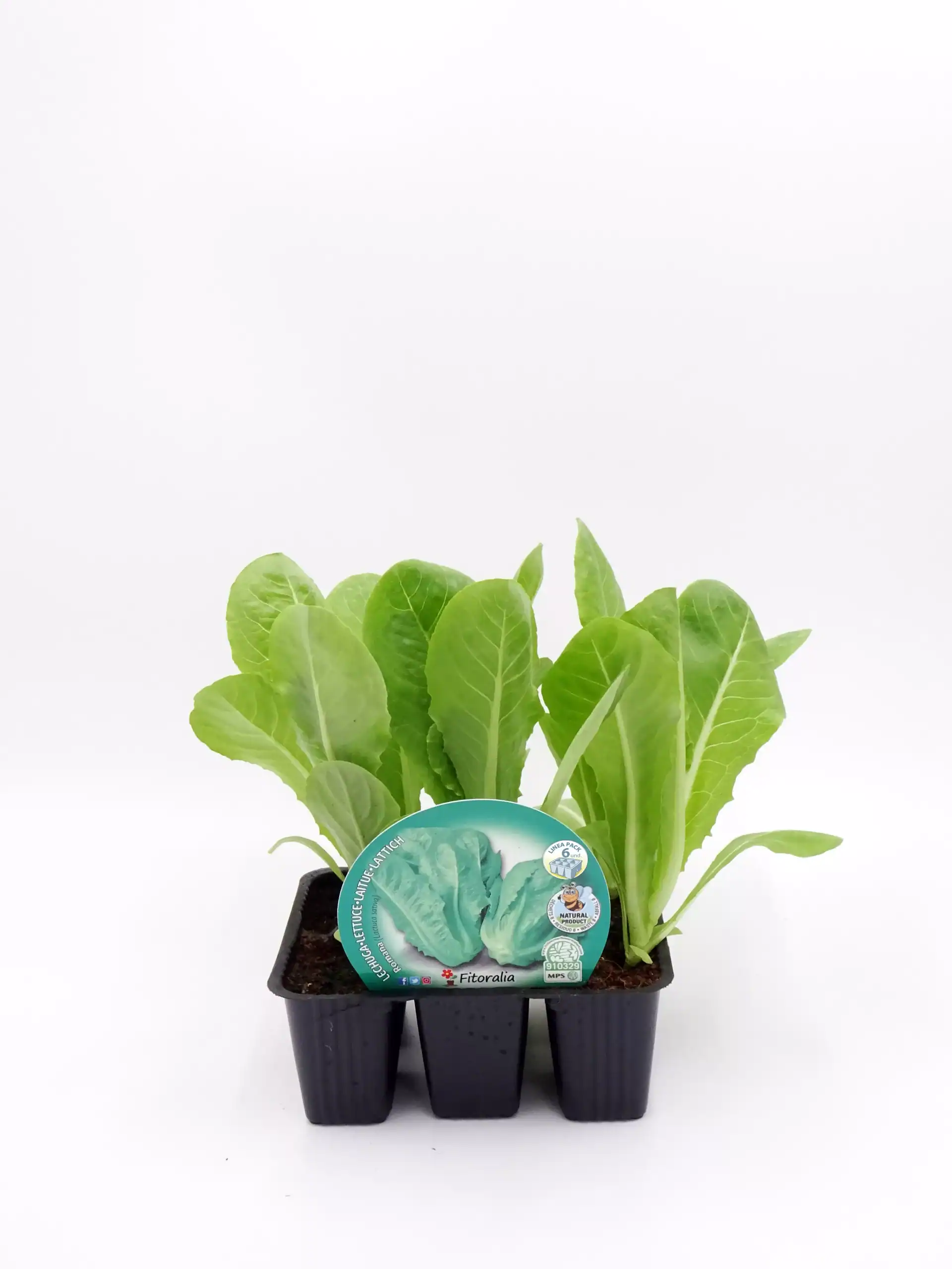 Jardín de lechuga ecológica en maceta, cultivo de hortalizas orgánicas, agricultura sostenible, productos frescos y sanos, huerto ecológico, alimentación saludable, agricultura ecológica.