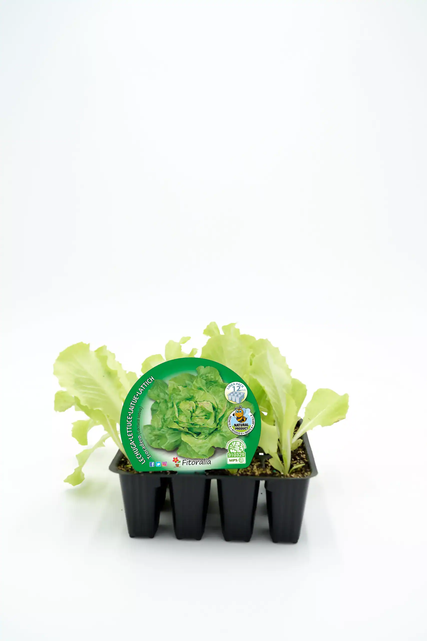 Mini lechuga ecológica en maceta, cultivo orgánico, lámpara HD, hortalizas saludables, huerto urbano, agricultura sostenible, semillas ecológicas, kit de cultivo, comida saludable, agricultura ecológica, huerto casero, productos naturales.