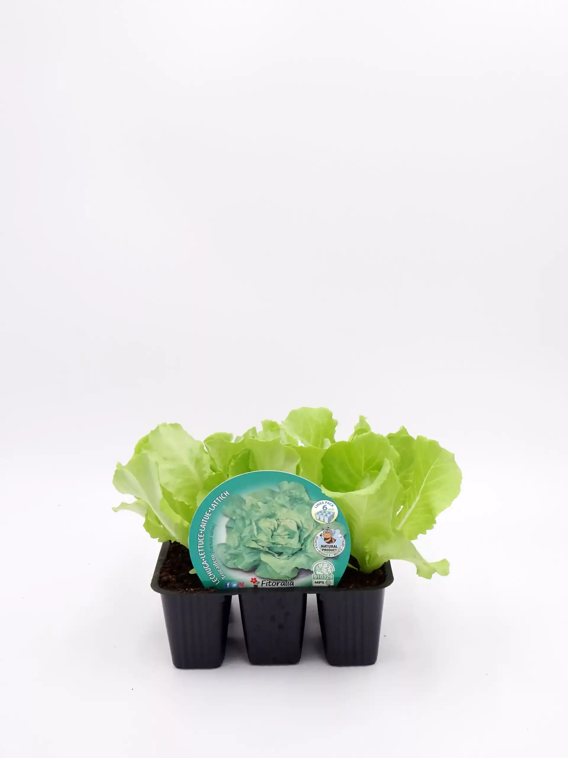 Jardín de lechuga orgánica en maceta, cultivo ecológico y saludable, ideal para huertos urbanos y alimentación natural, cultivo en casa con semillas certificadas.