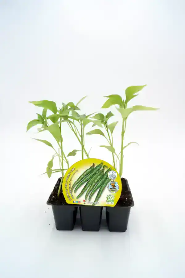 Jalapeños y plantas de chile en maceta, cultivo ecológico, semillas para huerto urbano en huerto.bio.