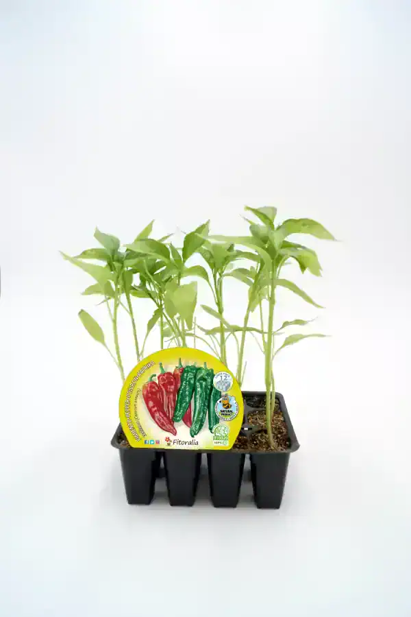 Chiles picantes ecológicos en maceta, semillas para cultivar pimientos, recursos de huerto.bio.