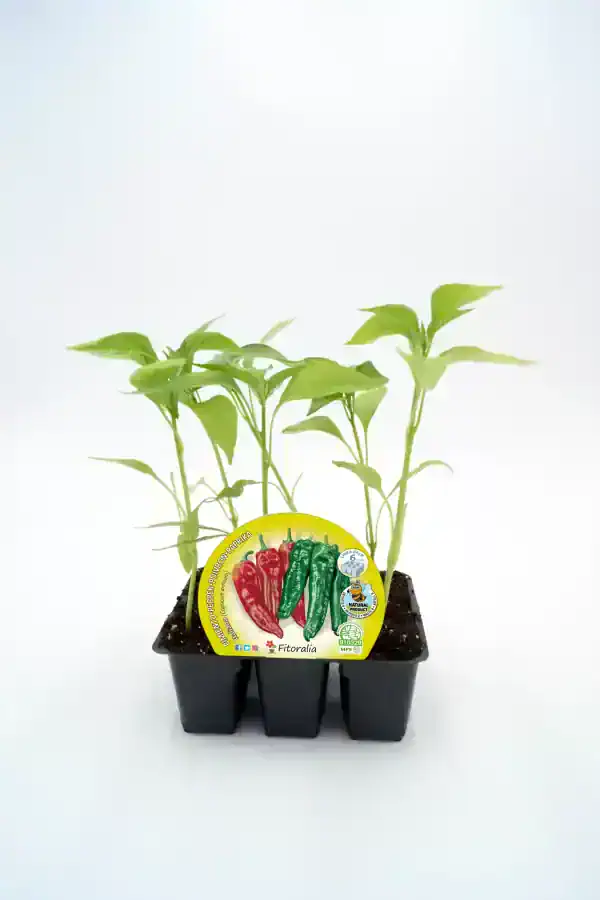 Desde luego, aquí tienes los valores SEO en el orden solicitado:.