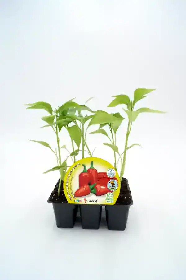 Jalapeños en maceta germinando, cultivo ecológico de pimientos picantes, huerto urbano, semillas orgánicas, agricultura sostenible para jardín en casa.