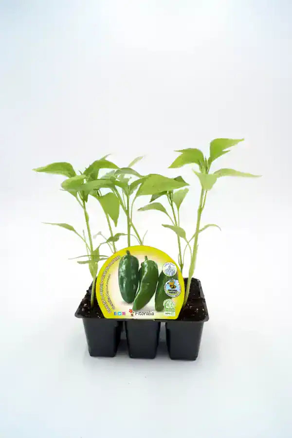 Cayena en maceta, plantas jóvenes de pimientos picantes verdes, cultivo ecológico para huerto urbano, semillas de calidad para agricultura sostenible, huerto.bio.