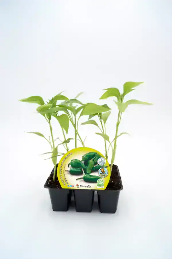 Jalapeños en semillero orgánico, cultivo ecológico, plantas frescas y saludables para huerto natural, semillas de pimiento picante, agricultura sostenible, huerto.bio, cultivo ecológico de verduras.
