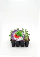 Radish bio en bandeja de cultivo, germinando en tierra con hojas verdes saludables, ideal para agricultura ecológica y huertos urbanos, siendo un producto ecológico certificado.