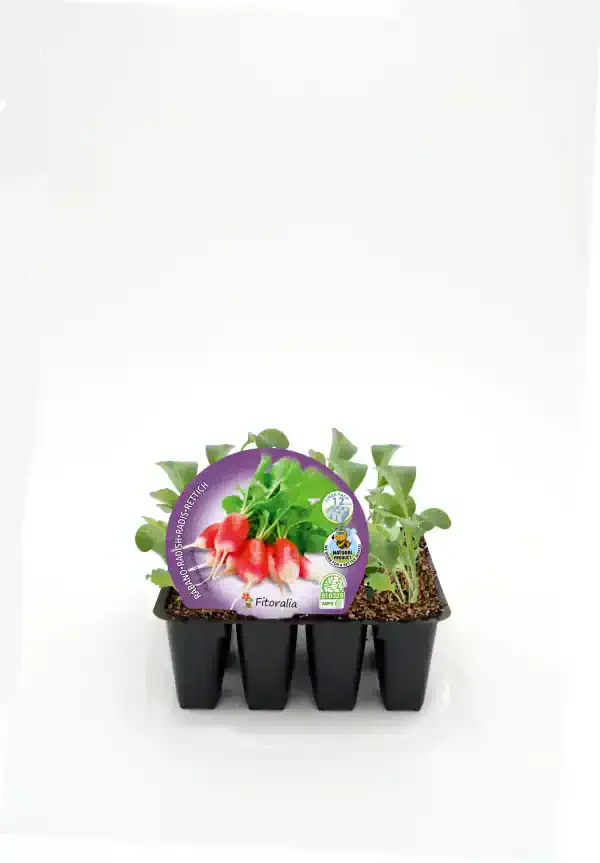 Radish bio en bandeja de cultivo, germinando en tierra con hojas verdes saludables, ideal para agricultura ecológica y huertos urbanos, siendo un producto ecológico certificado.