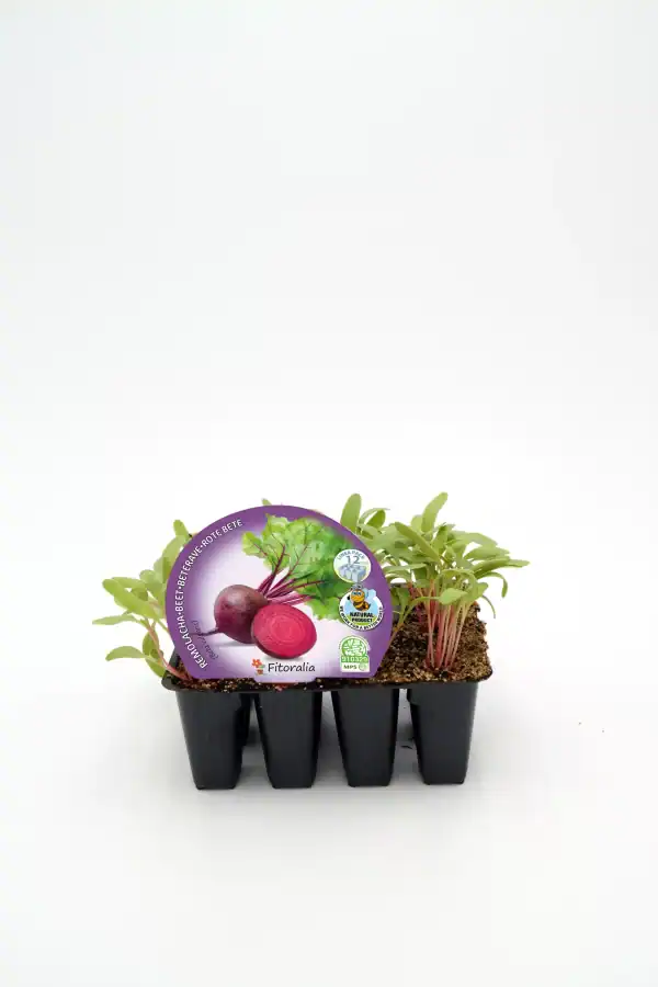 Zanahorias en bandeja de cultivo ecológico de huerto.bio.