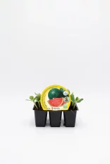 Jardineras con plantas de sandía en crecimiento, ideal para huertos urbanos y cultivos sostenibles, con etiqueta de semillas frescas y ecológicas para cultura de agua.