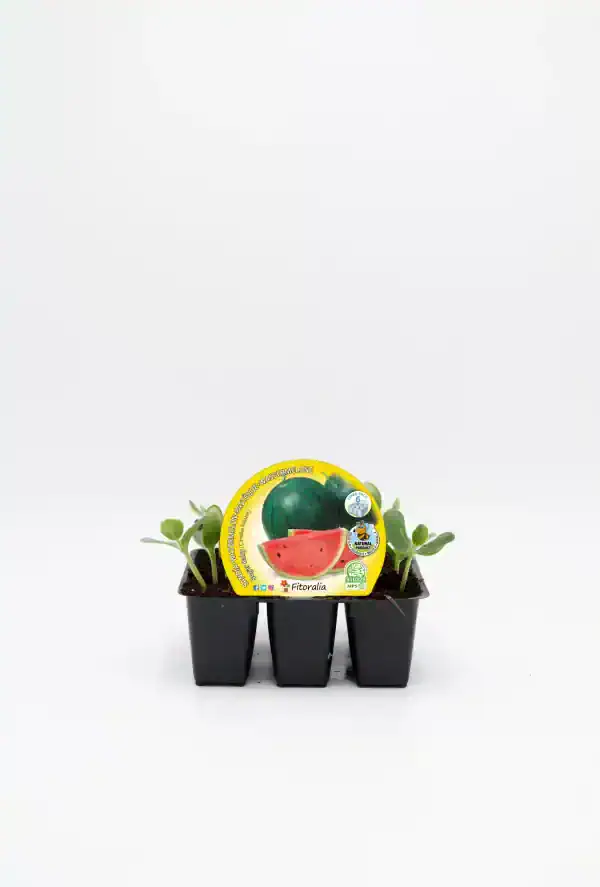 Jardineras con plantas de sandía en crecimiento, ideal para huertos urbanos y cultivos sostenibles, con etiqueta de semillas frescas y ecológicas para cultura de agua.