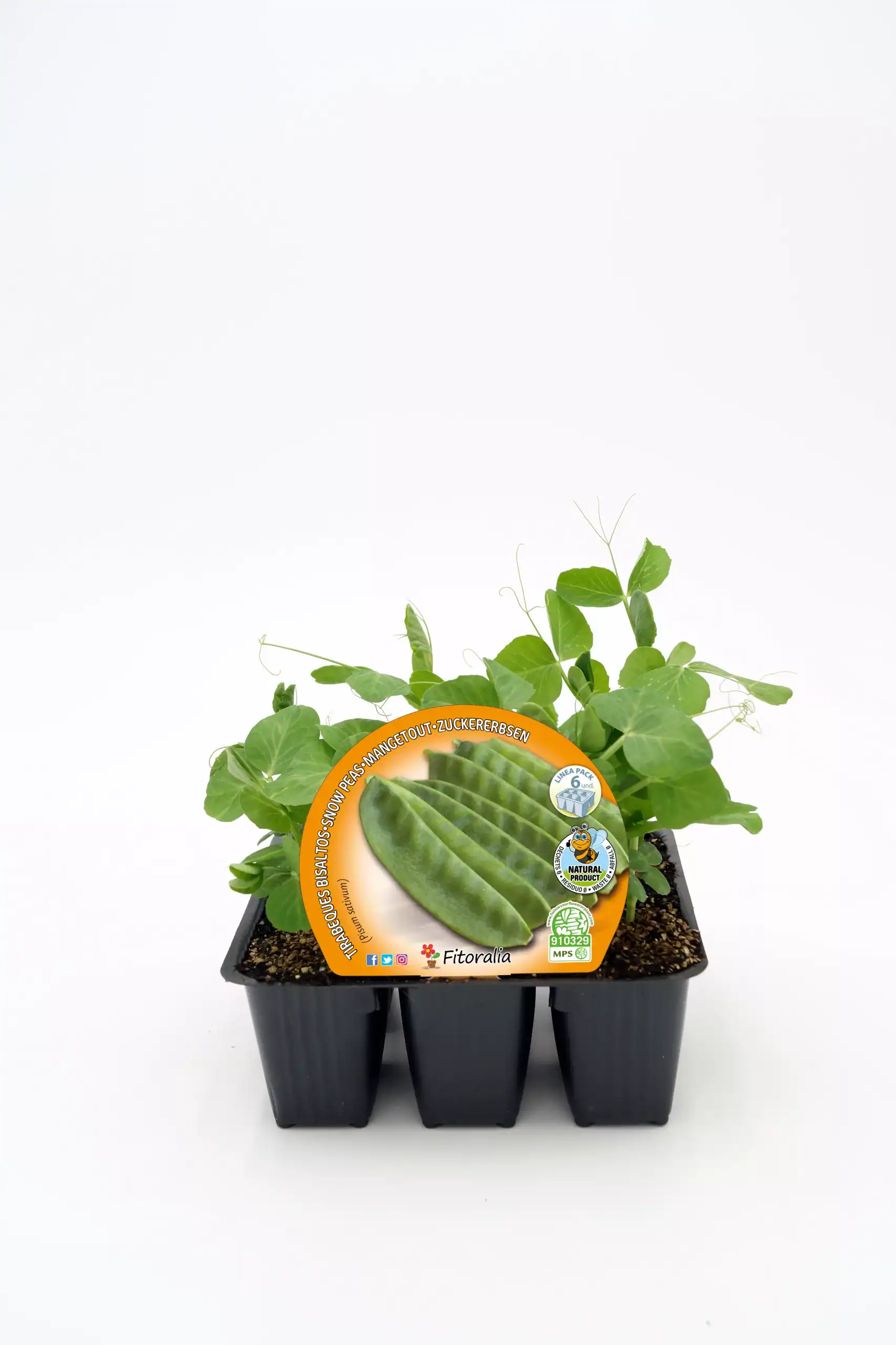 Cuerpo de la planta de guisante en maceta con etiqueta de semillas, cultivo ecológico y orgánico, crecimiento saludable, huerto biodinámico, agricultura sustentable, huerto.bio.