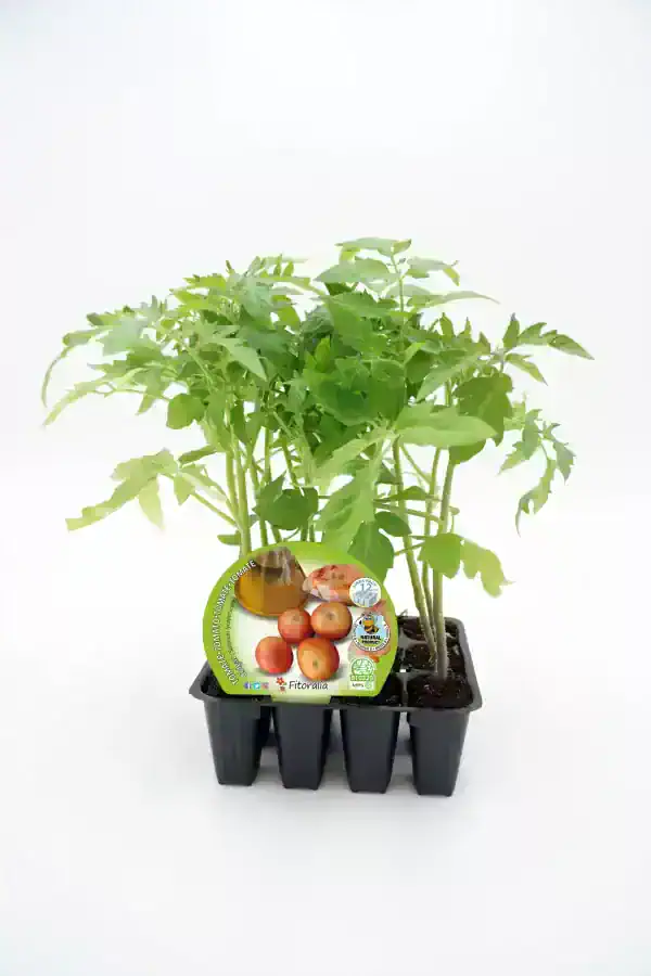 Tomatera en maceta, planta de tomate joven, cultivo ecológico, huerto urbano, semillas de tomate Fitoralia.