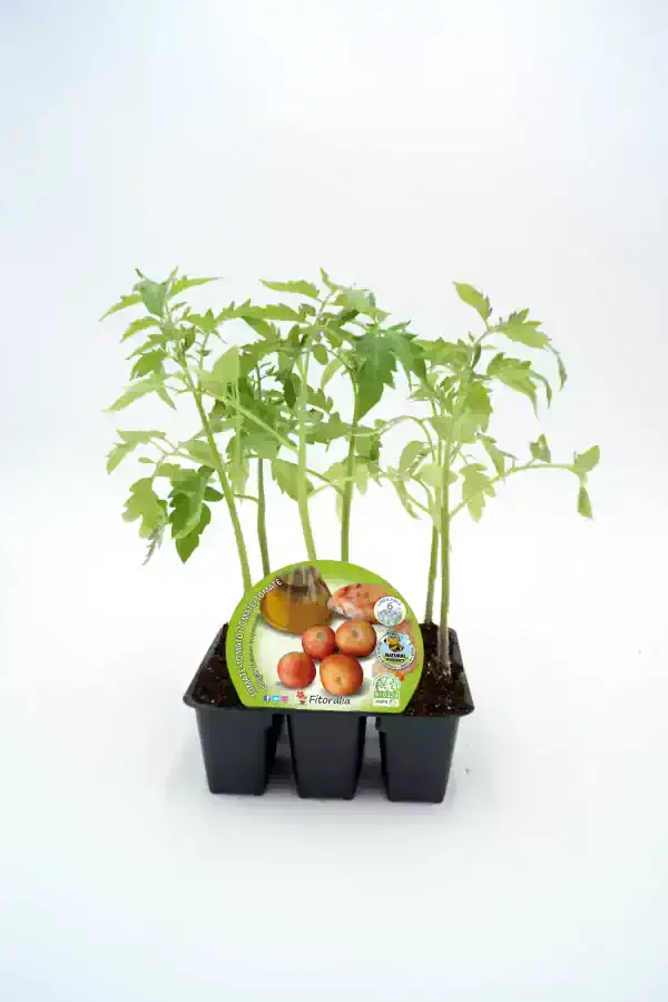 Jugadores de tomate en maceta, cultivo ecológico de tomates en casa, huerto urbano, semillas de tomate bio para plantar, jardín orgánico, agricultura sostenible.