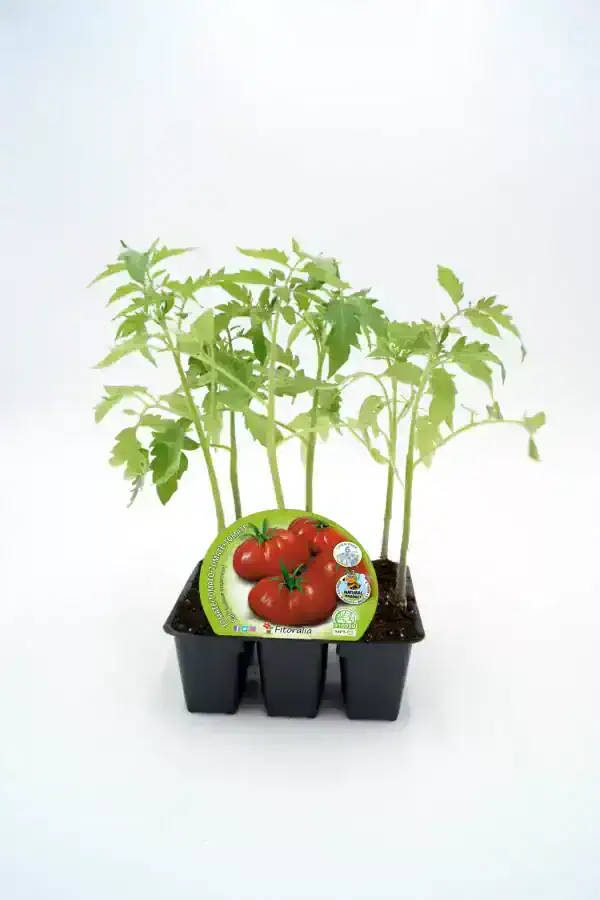 Tomatera cherry en maceta, cultivo ecológico y saludable, huerto urbano, semillas de alta calidad, apto para huertos caseros, promoción de agricultura sostenible y alimentos orgánicos.