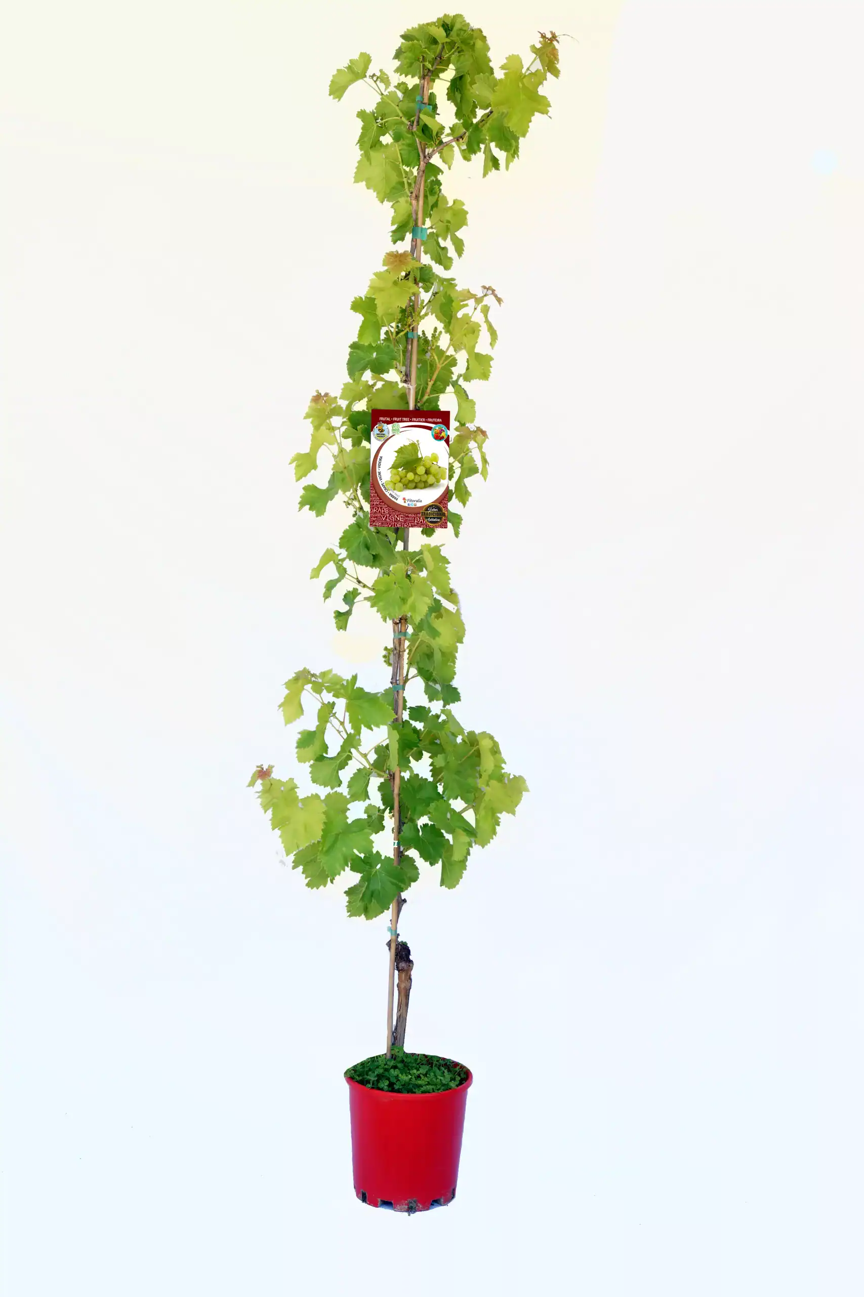 Vides de uva en maceta, planta joven de vid con hojas verdes, cultivo ecológico de uvas, huerto orgánico, fruta saludable, jardinería sostenible, huerto.bio, planta en interior o exterior.