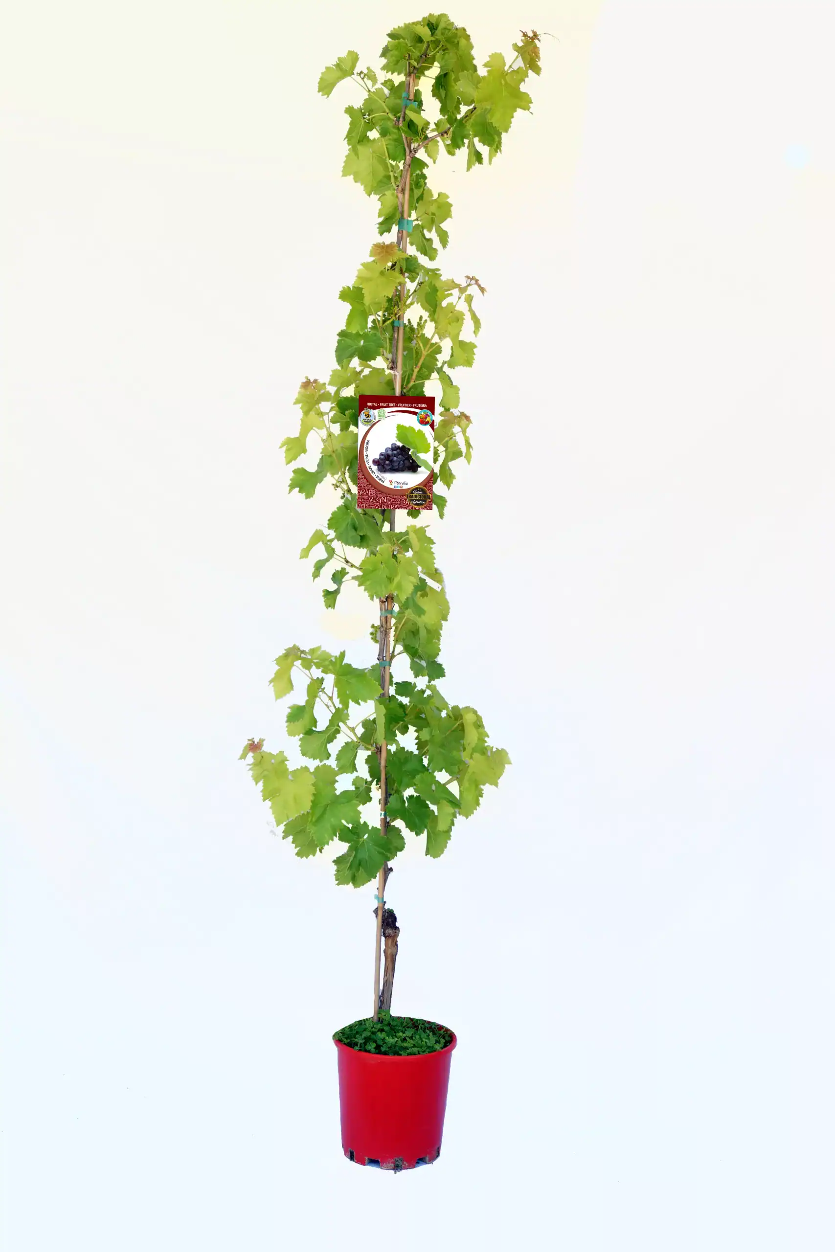 Vino de uva en maceta, planta de vid artificial para cultivo en hogar o jardín, variedad resistente y fácil de cuidar, perfecta para huertos ecológicos y agricultura urbana.