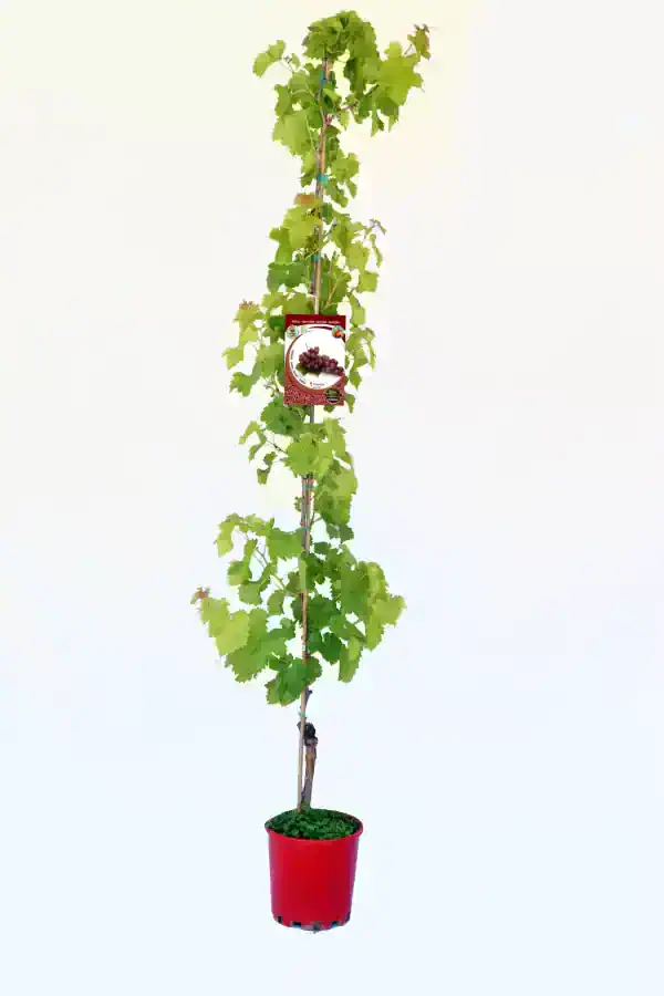 Vivero de vid de uva en maceta para agricultura ecológica y cultivo en huertos.bio.