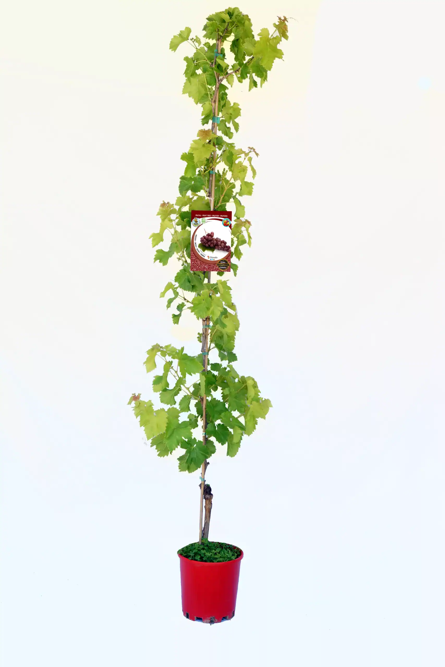 Vivero de vid de uva en maceta para agricultura ecológica y cultivo en huertos.bio.